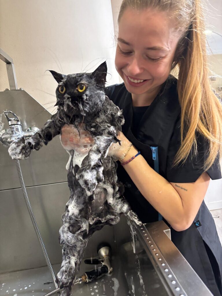 mujer lavando un gato