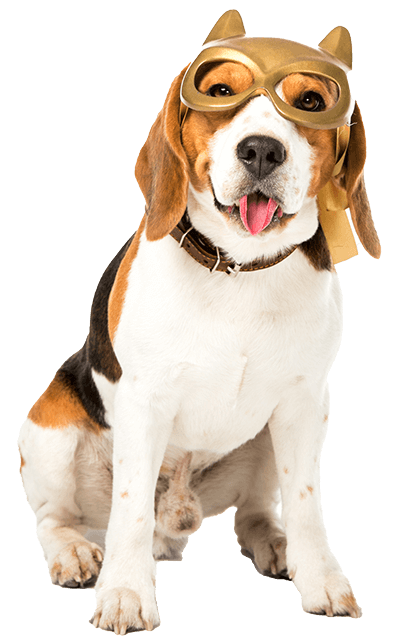 Perro con gafas y gorro de piloto mirando a cámara