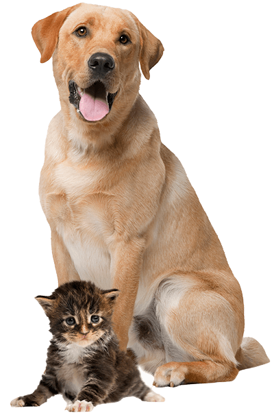 Un perro enorme junto a un bebé de gato muy dulce